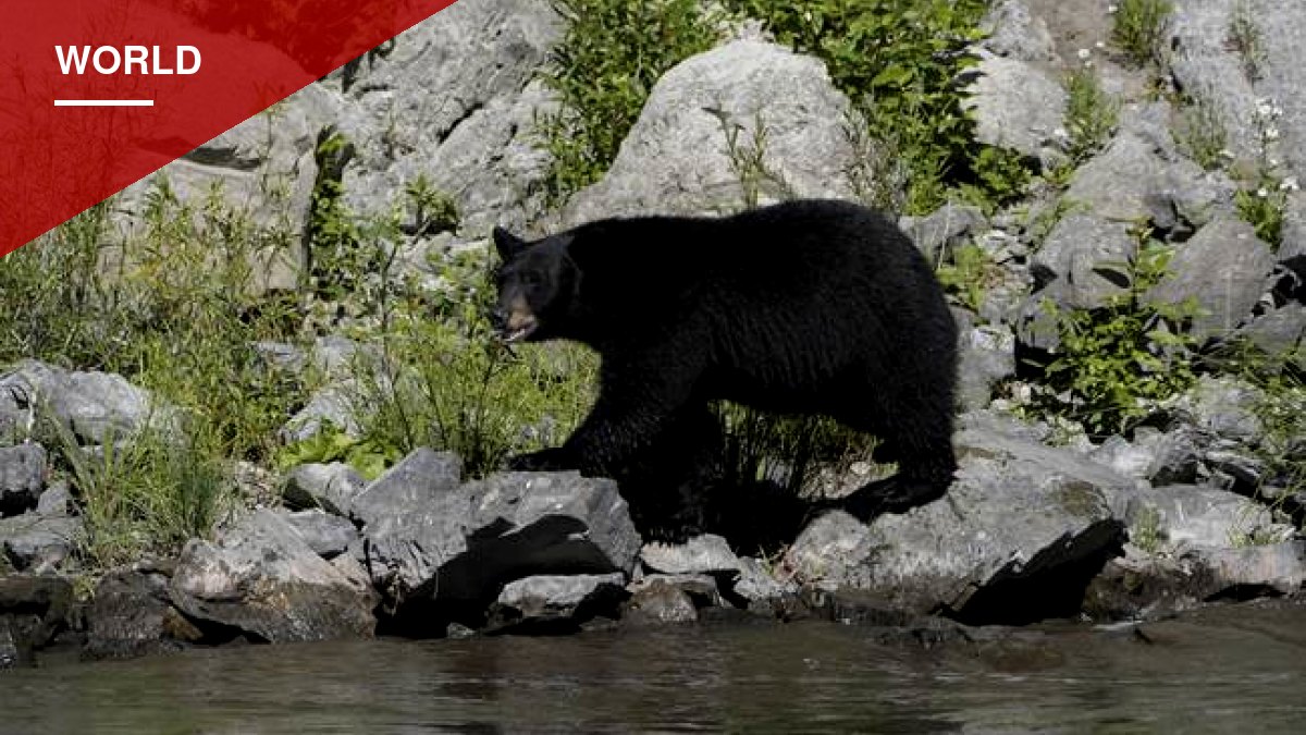 Mother Brown Bear Attacks Car in Bifuka, Punches Hole in Hood
