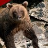 Alaska Hunter Survives Point-Blank Brown Bear Attack Near Killey River