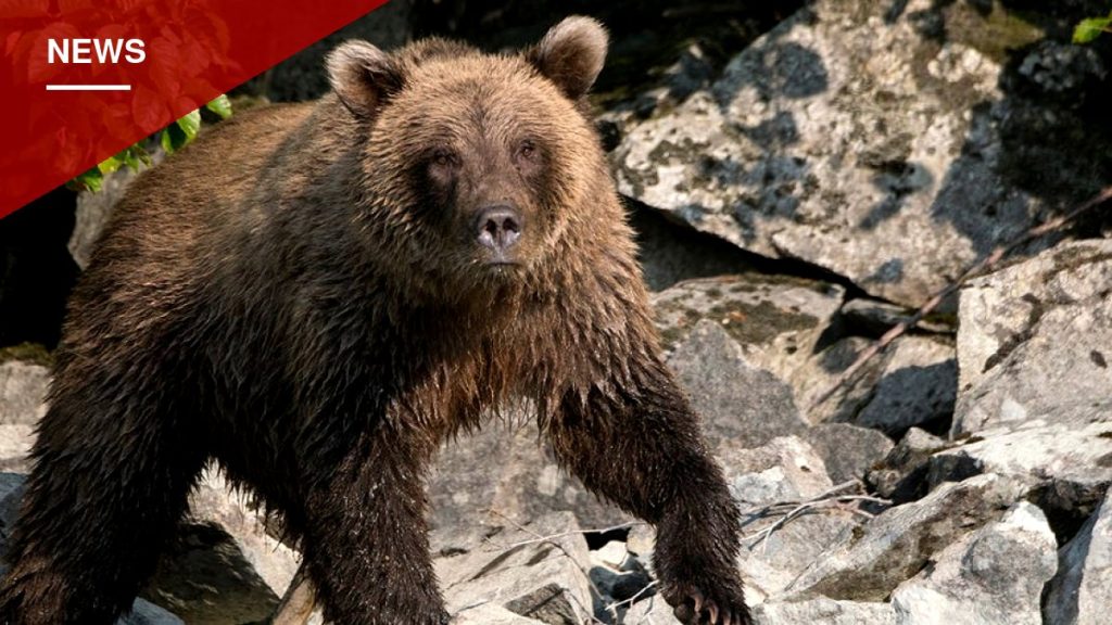 Alaska Hunter Survives Point-Blank Brown Bear Attack Near Killey River