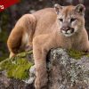 Cody Man Fights Off Mountain Lion Attacking His Dog Near Elk Country