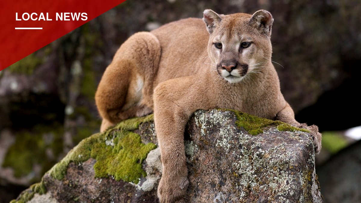 Cody Man Fights Off Mountain Lion Attacking His Dog Near Elk Country