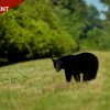 Company Races to Restore Belhaven Peatland Before Drought and Fire Claim It