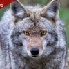Coyote Bite on Hastings Trail Prompts Rabies Alert and Search