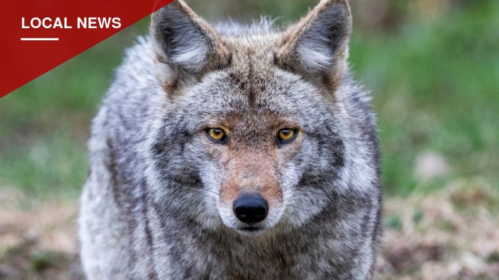 Coyote Bite on Hastings Trail Prompts Rabies Alert and Search