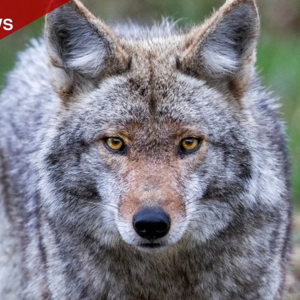 Coyote Bite on Hastings Trail Prompts Rabies Alert and Search