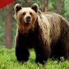 Eva Shockey Explains Why She Hunts Bears, But Won't Rank the Meat Among Her Favorites