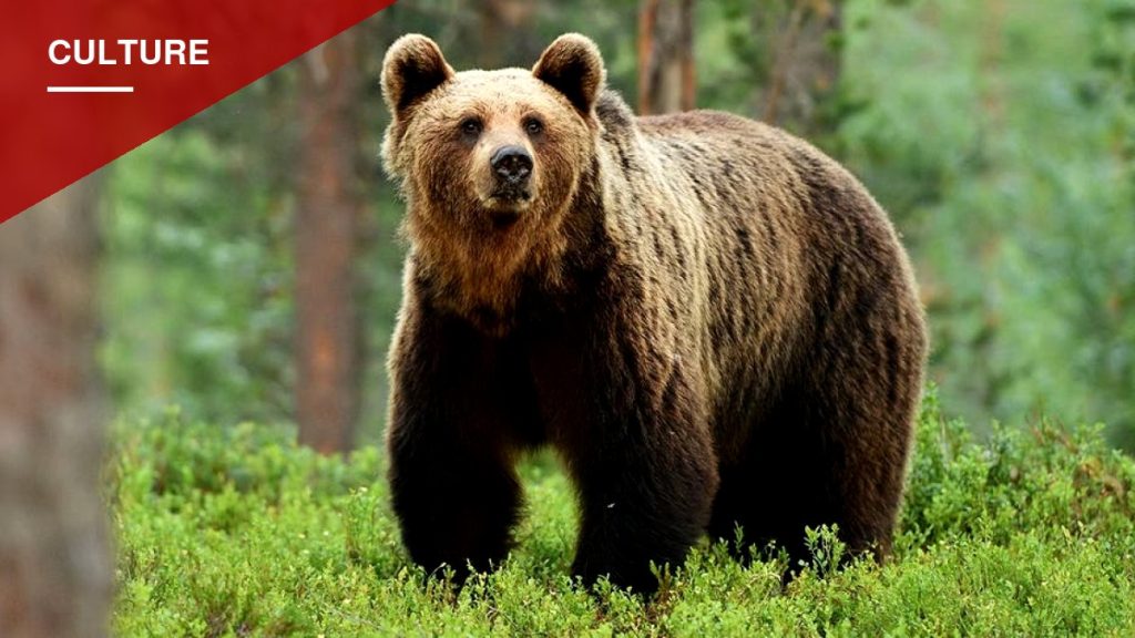 Eva Shockey Explains Why She Hunts Bears, But Won't Rank the Meat Among Her Favorites
