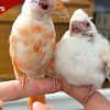 Rare Albino Cardinals Turn Up at Washington Boro Wildlife Center
