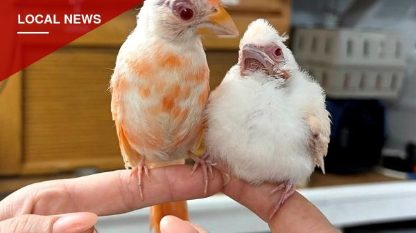 Rare Albino Cardinals Turn Up at Washington Boro Wildlife Center