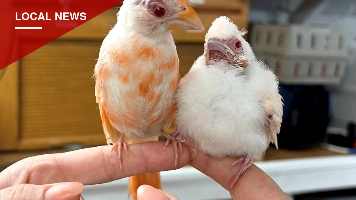 Rare Albino Cardinals Turn Up at Washington Boro Wildlife Center