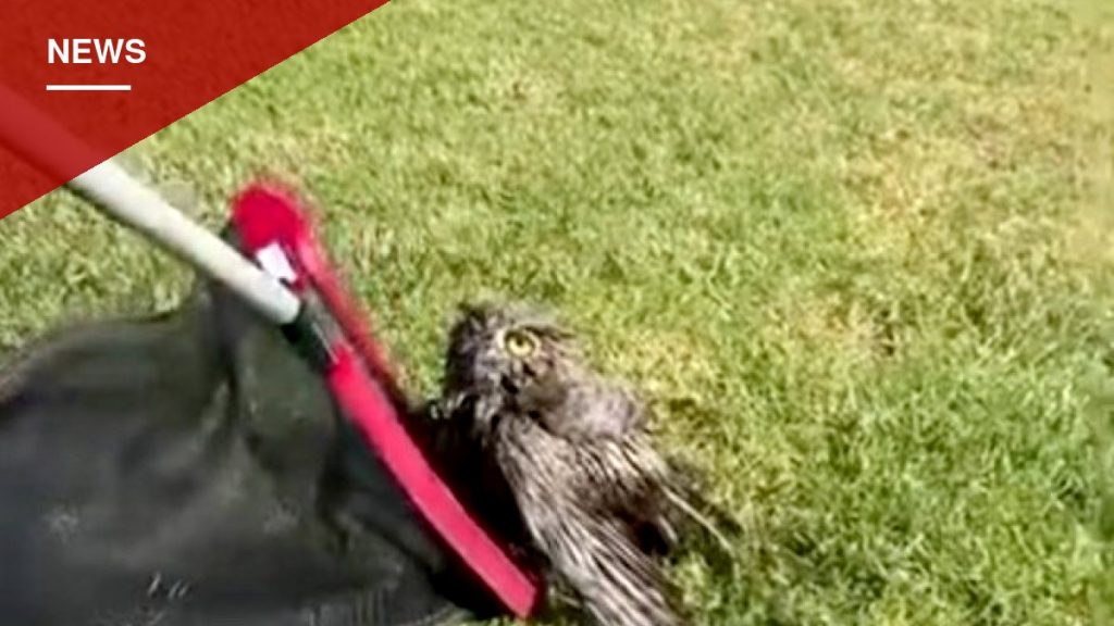 Ventura Firefighters Rescue Owl Trapped in Backyard Pool
