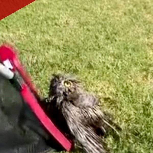 Ventura Firefighters Rescue Owl Trapped in Backyard Pool