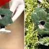 Whittier Police Find Hidden Camera Planted Across From Burglarized Home