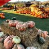 Brookshire Farms Pumpkin Patch Closes as E. Coli Outbreak Sickens Five, Hospitalizes Three Children