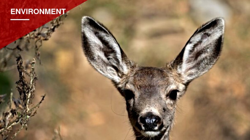 Court Clears Way for Catalina Island Conservancy to Kill Nearly All of Island's Mule Deer