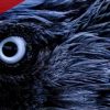 Customs Officers Find 10 Live Birds Hidden in Traveler's Underwear at Miami Airport