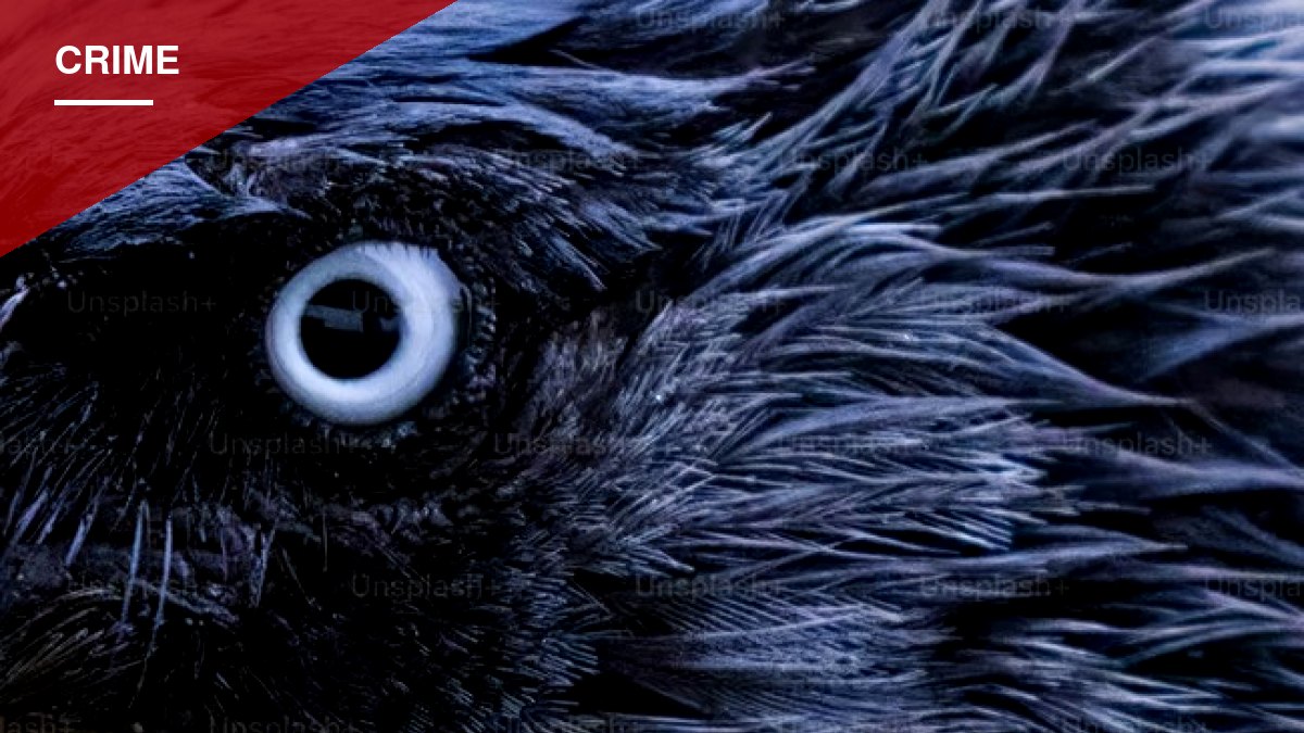 Customs Officers Find 10 Live Birds Hidden in Traveler's Underwear at Miami Airport