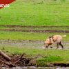 Mississippi Shelter Dog Named ASPCA's Dog of the Year After Years of Disaster Rescue Work