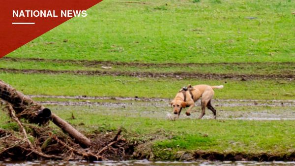 Mississippi Shelter Dog Named ASPCA's Dog of the Year After Years of Disaster Rescue Work