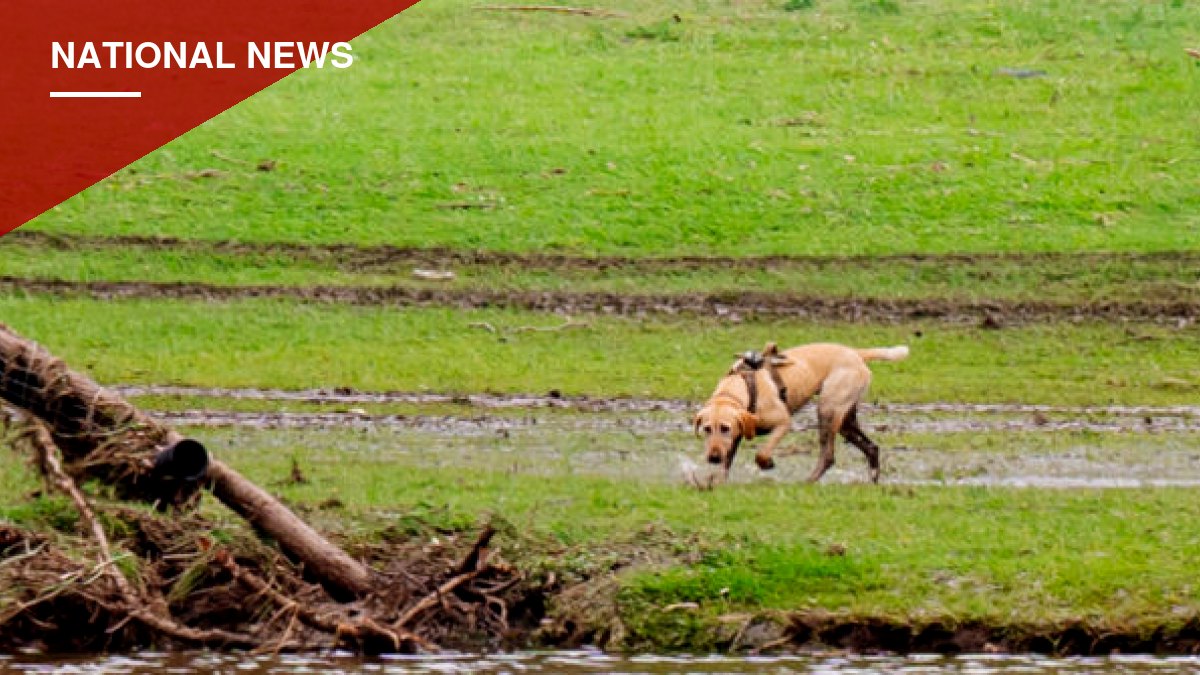 Mississippi Shelter Dog Named ASPCA's Dog of the Year After Years of Disaster Rescue Work