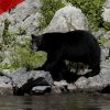 Mother Brown Bear Attacks Car in Bifuka, Punches Hole in Hood