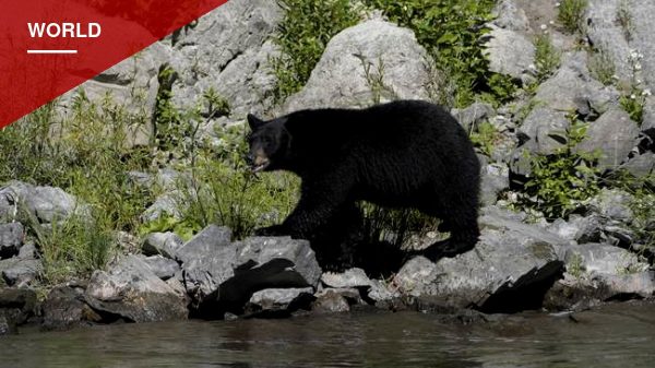 Mother Brown Bear Attacks Car in Bifuka, Punches Hole in Hood