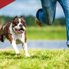 Staten Island Tops NYC Boroughs for Dog Bite Risk as Reports Jump Citywide