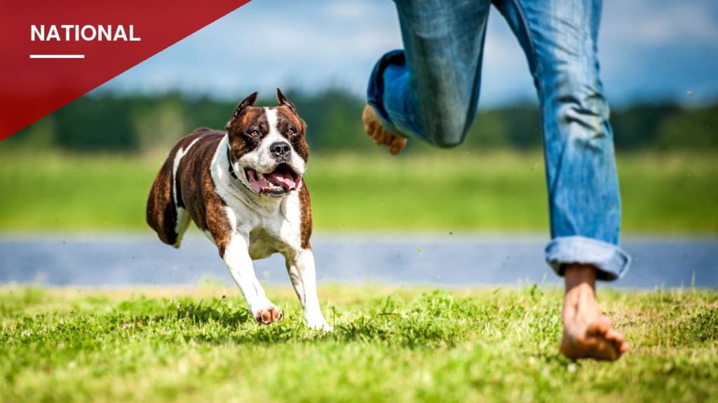 Staten Island Tops NYC Boroughs for Dog Bite Risk as Reports Jump Citywide