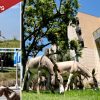 Wild burros wandering onto UC Riverside campus prompt safety warning