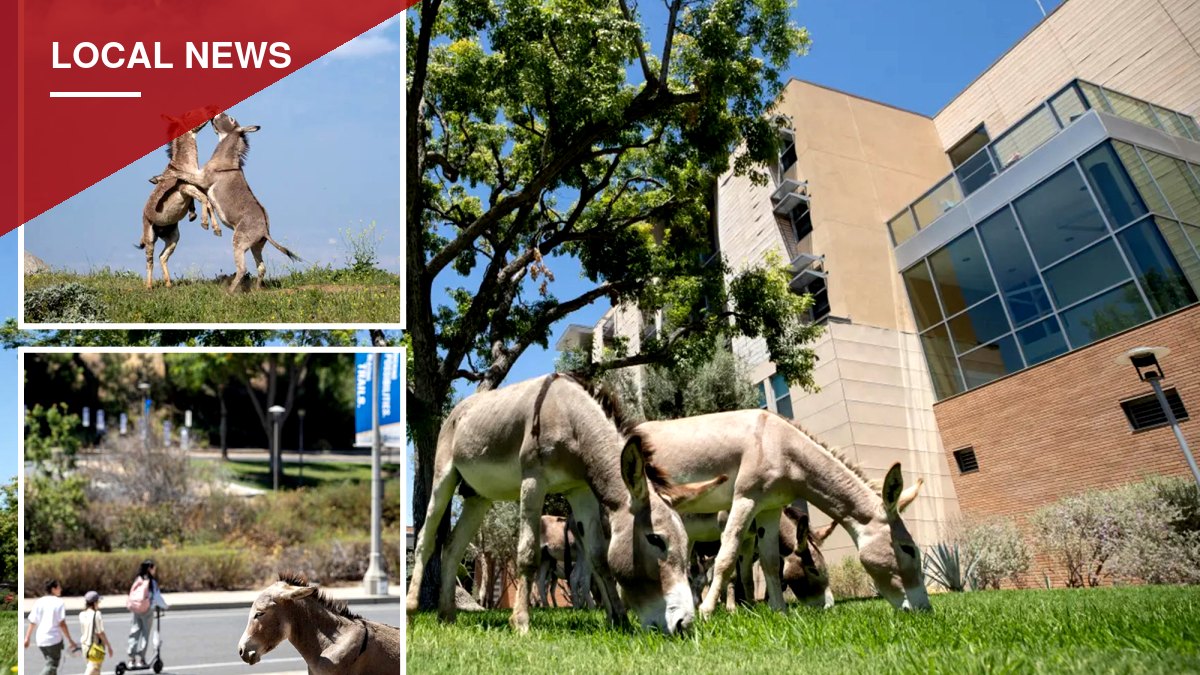 Wild burros wandering onto UC Riverside campus prompt safety warning